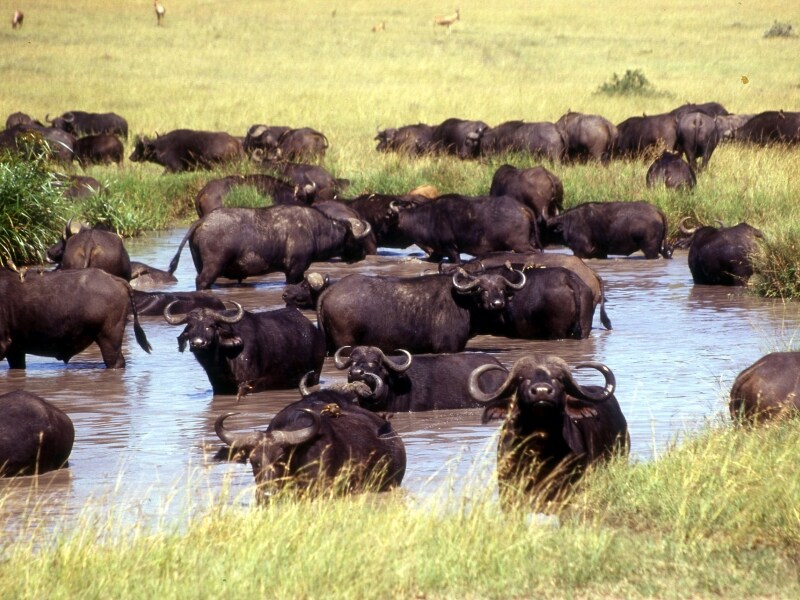 buffaloherd