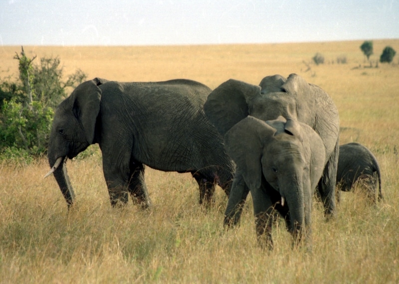 elephants