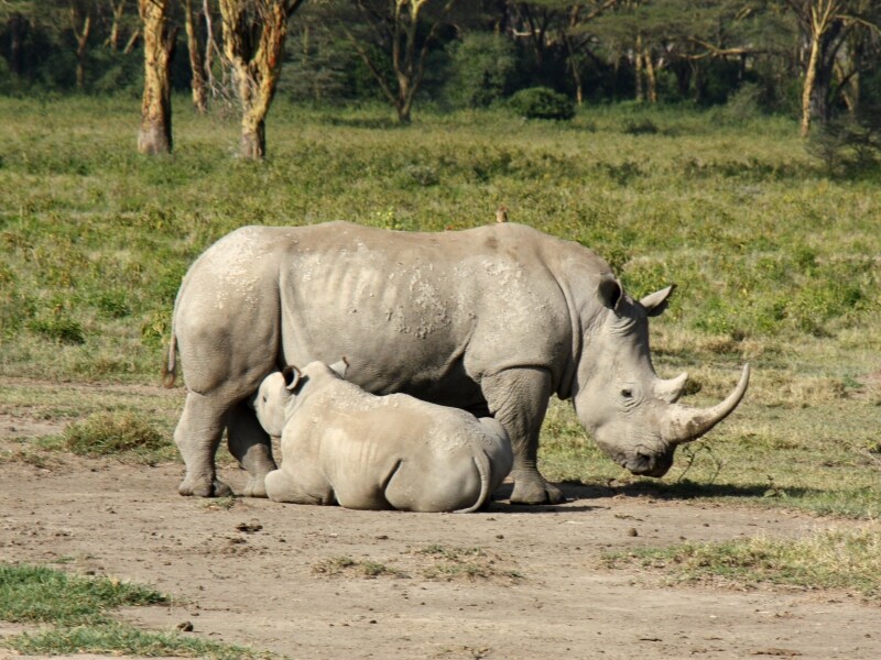 rhinofeeding