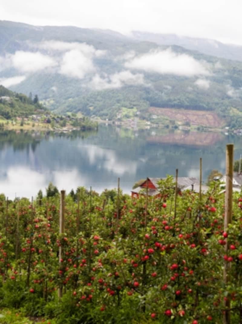 ハダンゲルフィヨルド