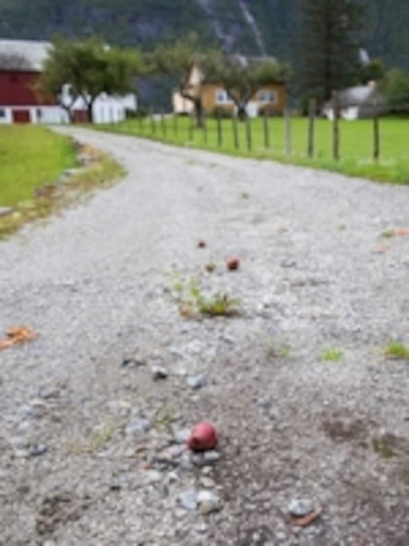 ハダンゲルフィヨルド