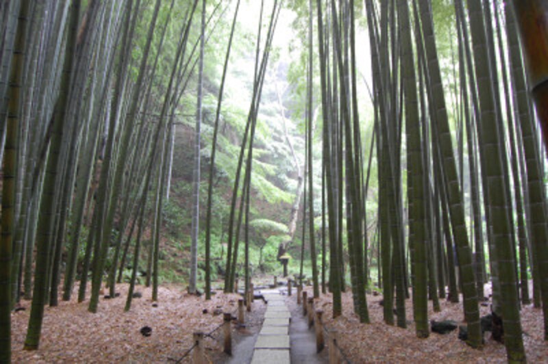 報国寺の「竹の庭」