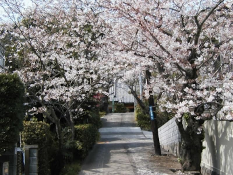 薬王寺は桜の穴場スポット