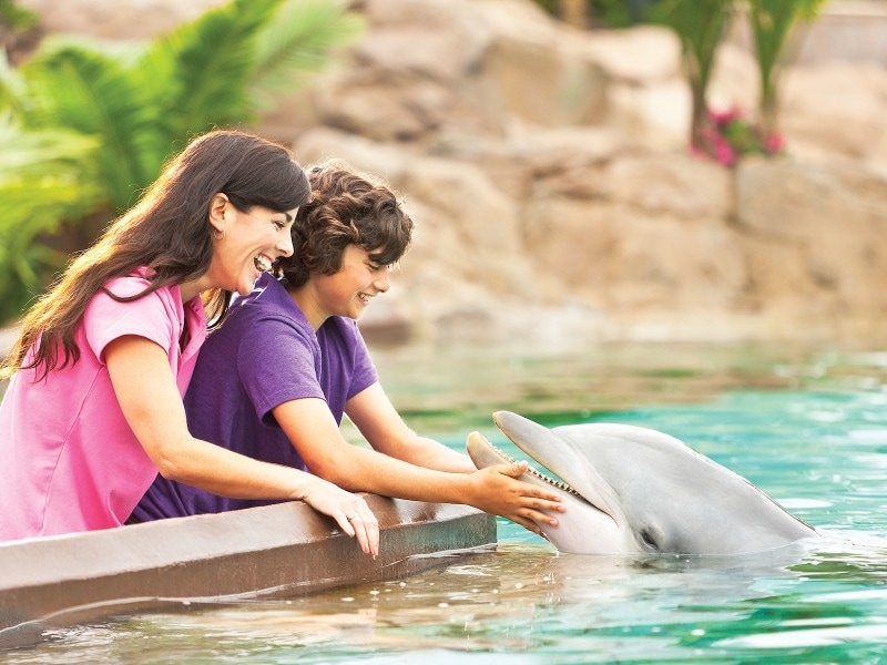 シーワールドでは、たくさんの動物や魚たちと触れ合える
