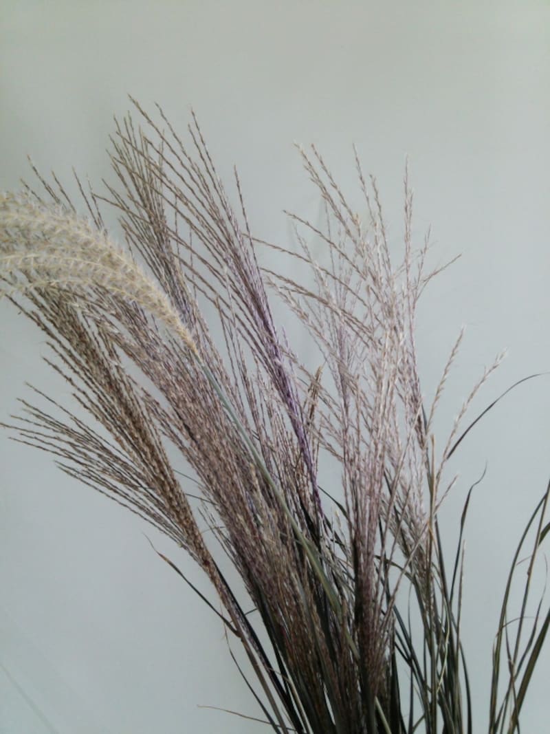 ススキのプリザ