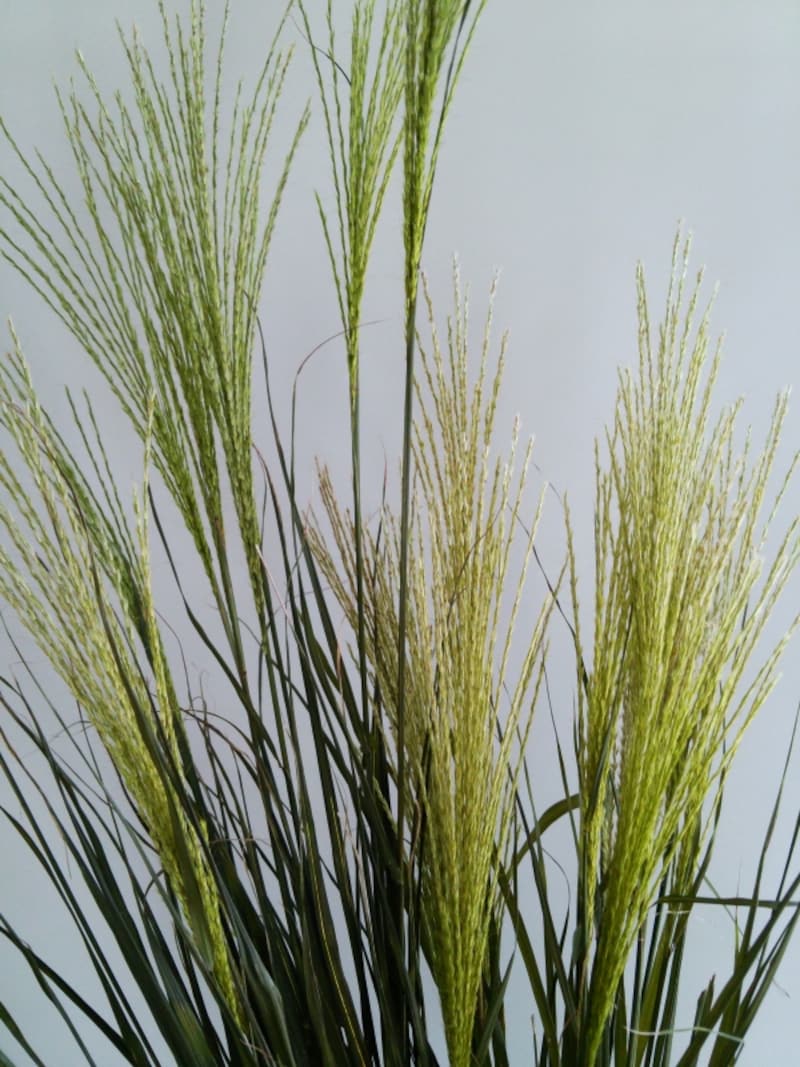 ススキのプリザ