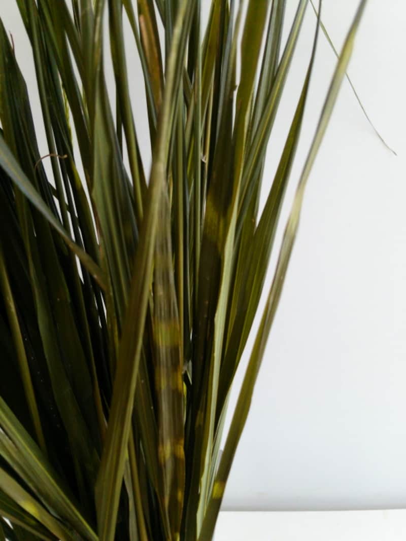 ススキのプリザ