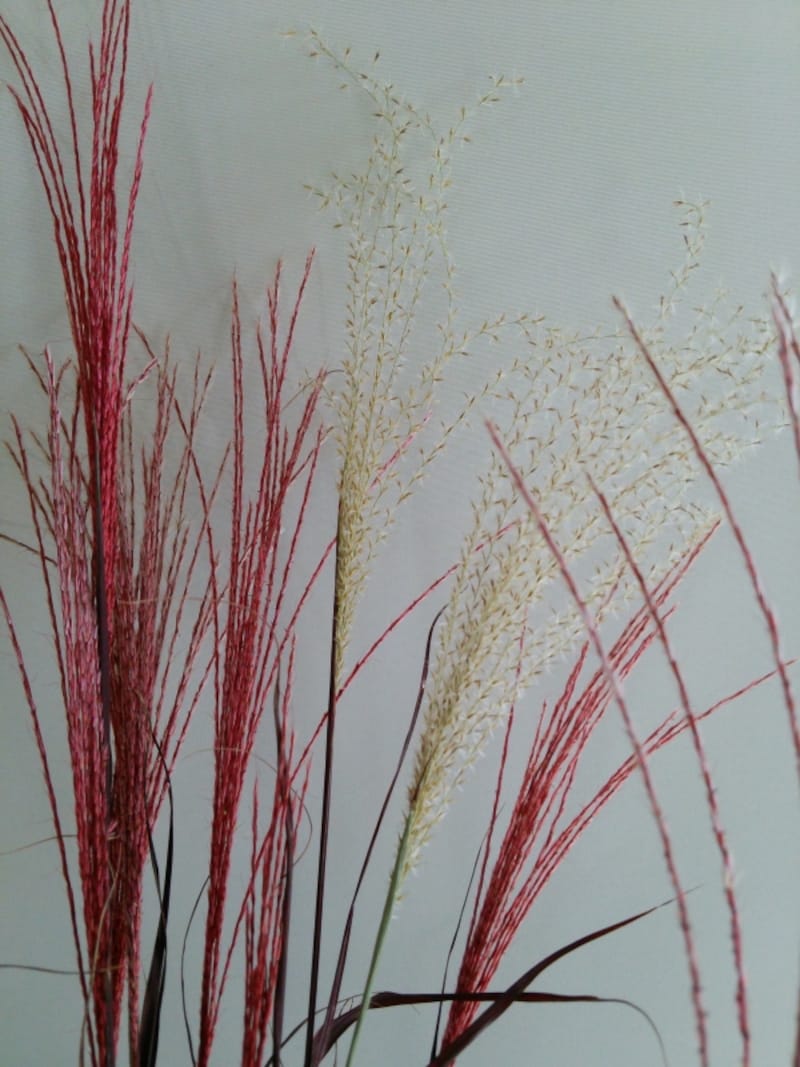 ススキのプリザ