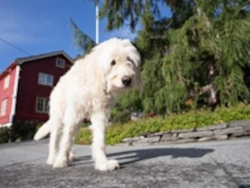 ノルウェーの犬