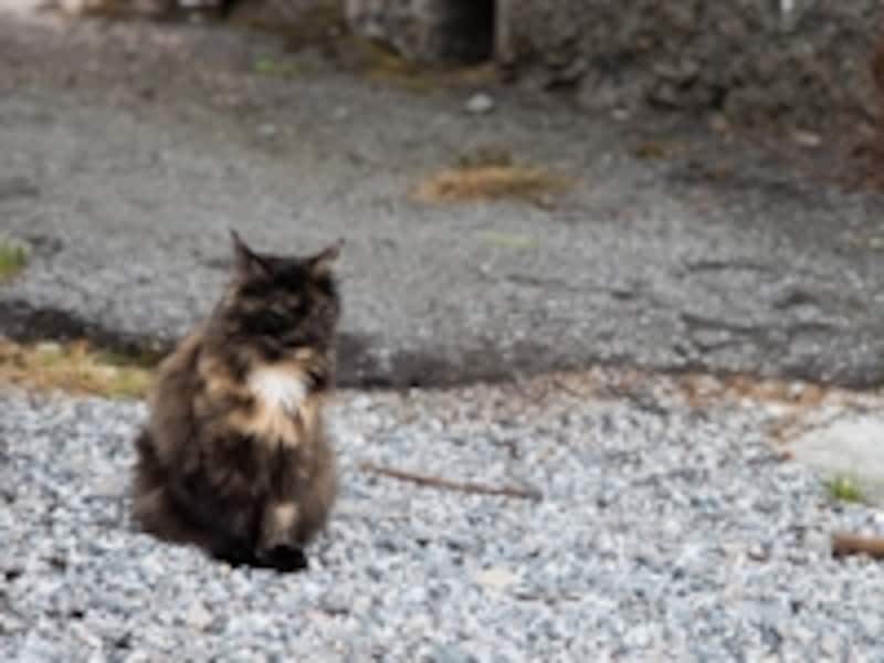 ノルウェージャンフォレストキャット