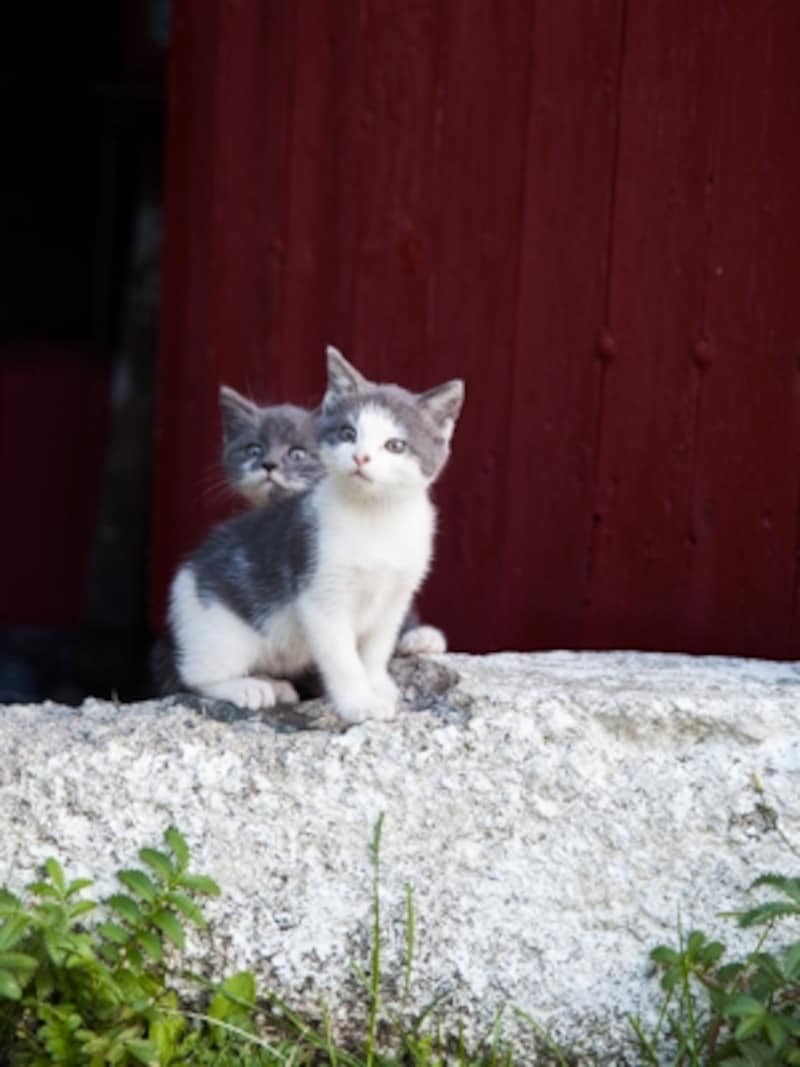 ノルウェーの猫