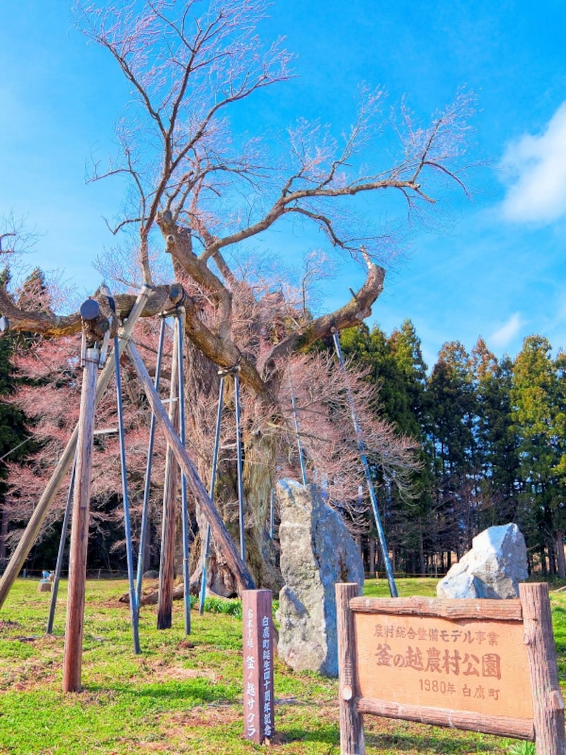 置賜さくら回廊の釜の越桜