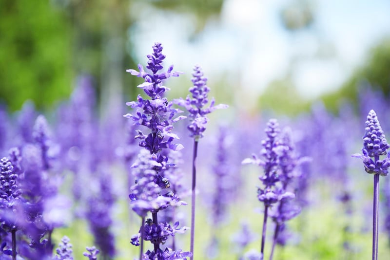 ラベンダーの香りは眠りに良いことが証明されています