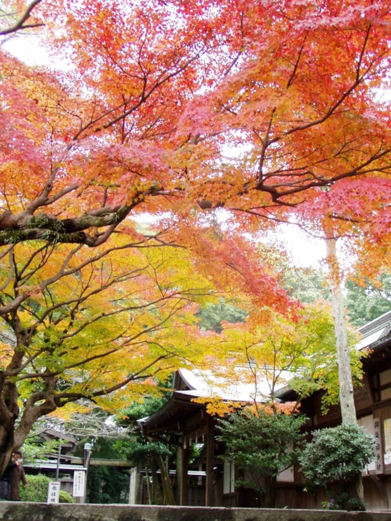 鎌倉宮社務所前の紅葉