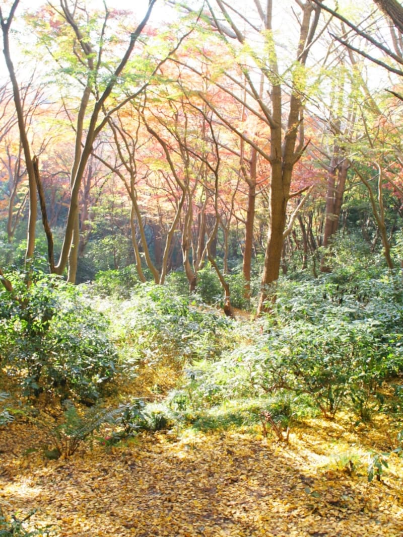 紅葉に包まれた獅子舞の谷