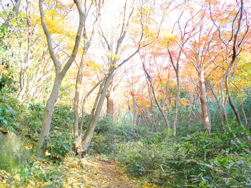 獅子舞の紅葉