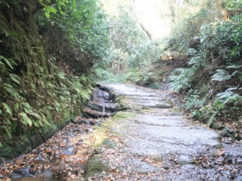 幽邃な亀ヶ淵の沢筋を歩いて