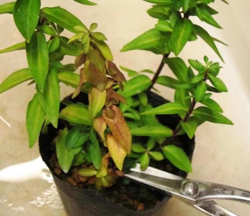 傷んだ葉や茎を元から切る