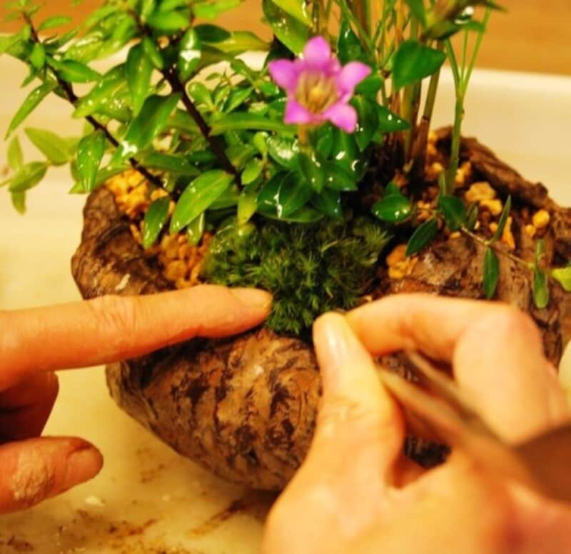 苔はりはピンセットを使って