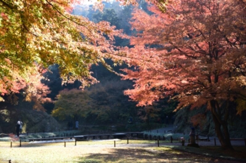 明月院undefined本堂後庭園(2015年12月9日撮影)
