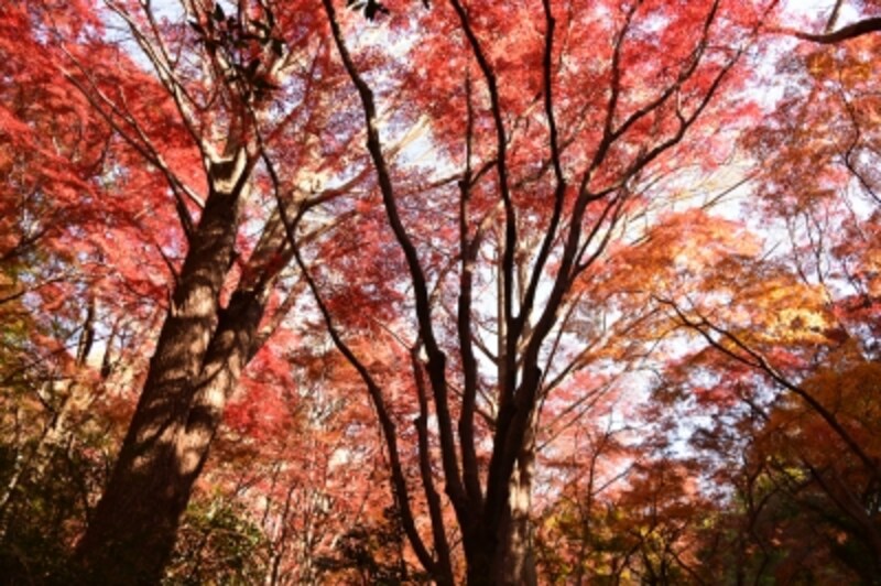 頭上を見上げると燃えるように色づいた紅葉(2015年12月9日撮影)