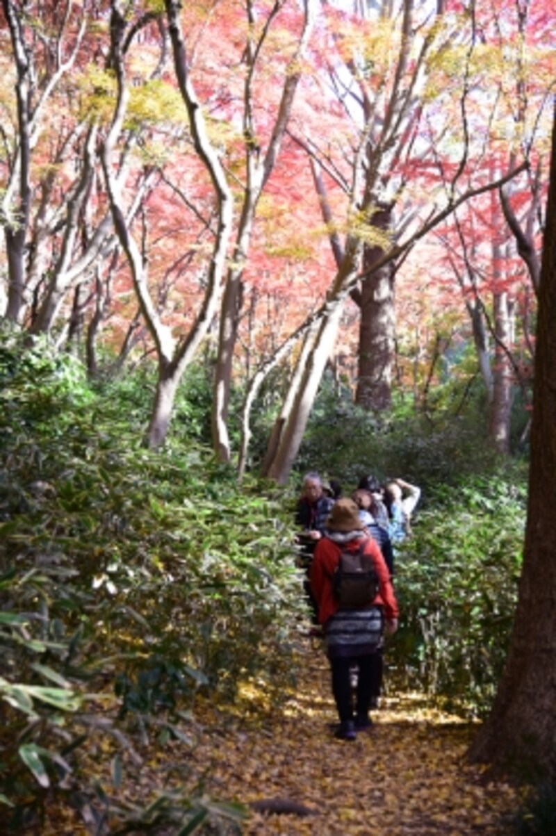 「獅子舞の谷」では紅葉と、銀杏の落葉による黄色の絨毯を同時に楽しめる(2015年12月9日撮影)