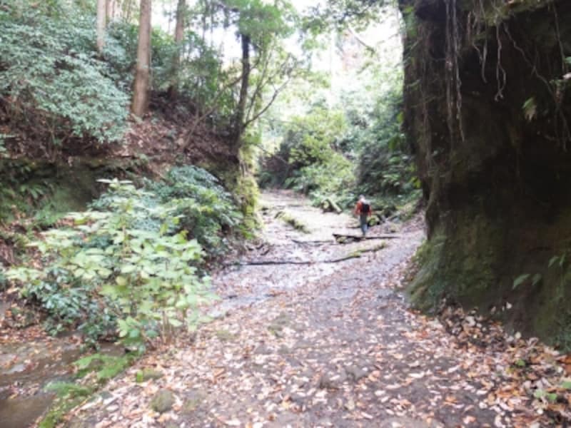 「獅子舞の谷」への山道。割と本格的なハイキングコースだ(2013年11月27日撮影)