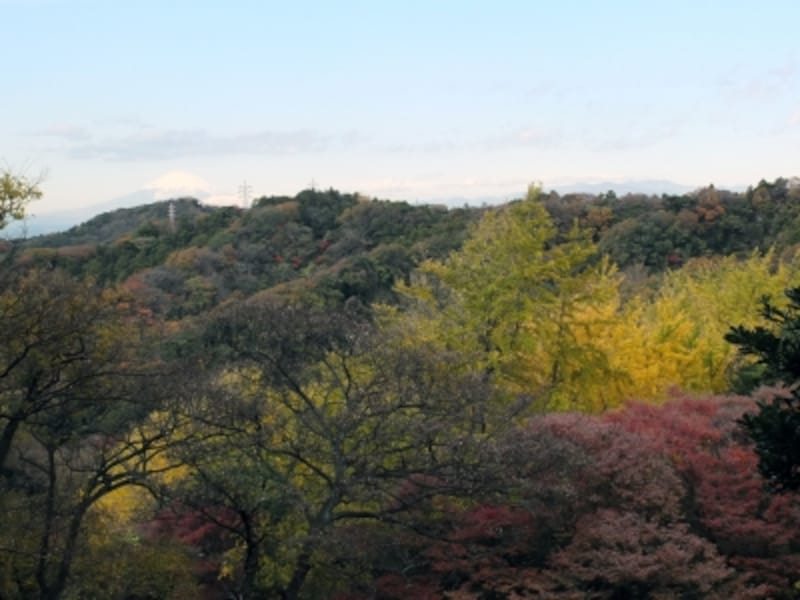 山の一部が黄色くなっているのが「獅子舞の谷」。遠くには富士山も見える(2013年11月27日撮影)