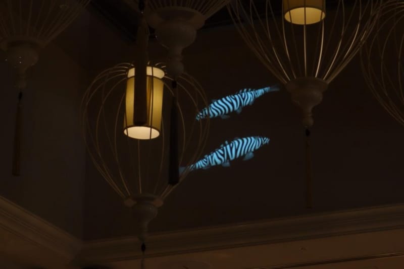 15～20分に1度登場するゼブラ柄の鯉