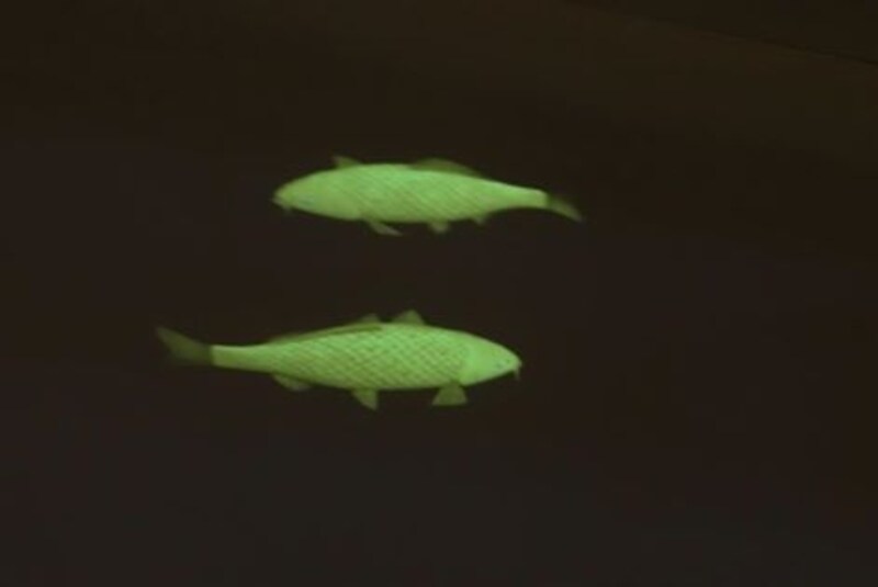 ゴールドの鯉