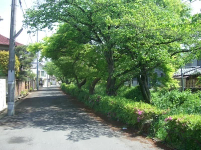 住宅の敷地以外にも緑が多く、空気がおいしく感じられた