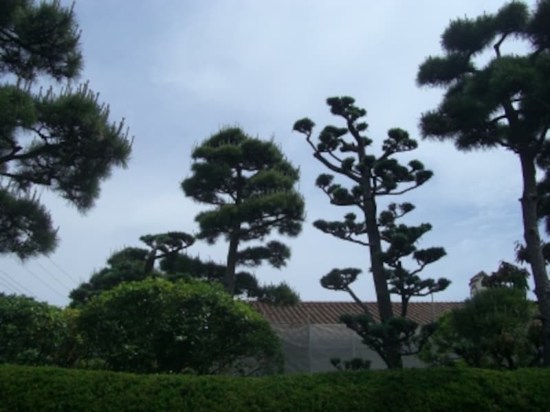 どれも立派な樹木たちです。かなりの年月手入れを続けられたのでしょう。