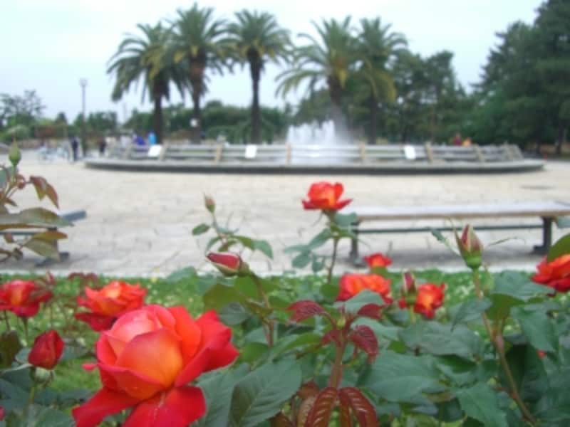 庭園以外でもキレイな花を観賞できる噴水まわりの広場もおすすめ。