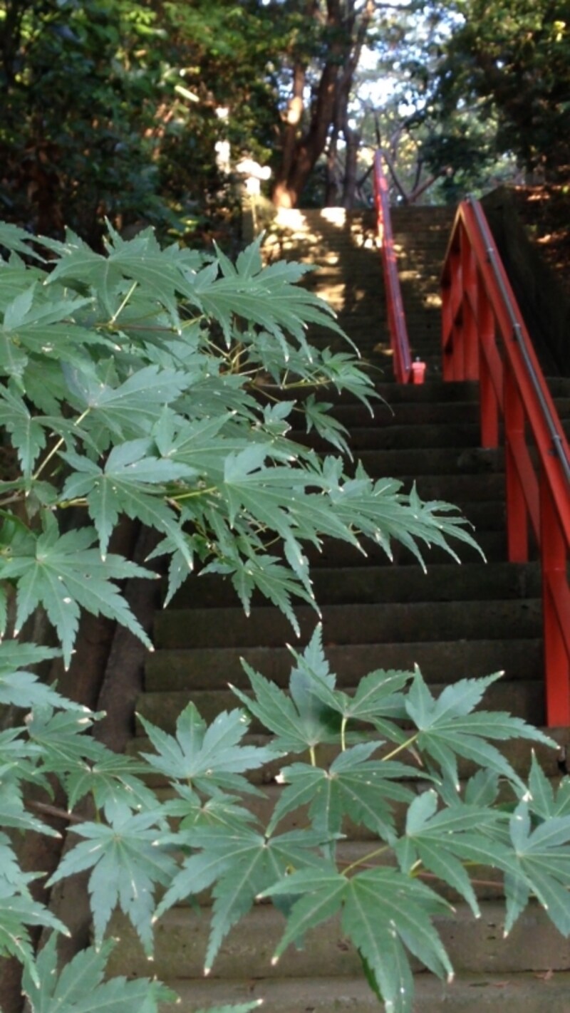 神社には紅葉や銀杏が多いので、色はこれからが楽しみ