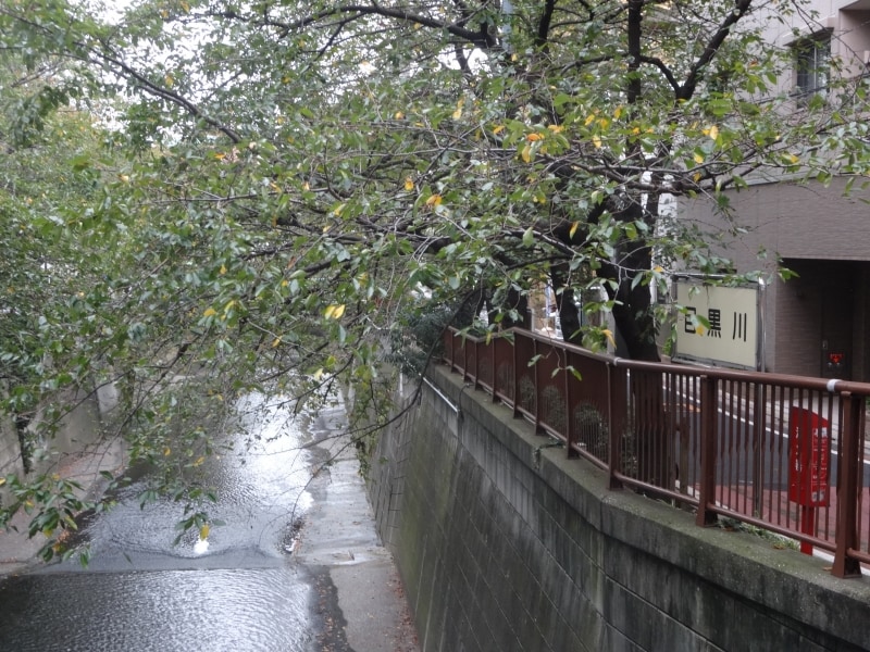 そろそろ桜紅葉。葉が色づきはじてめていた