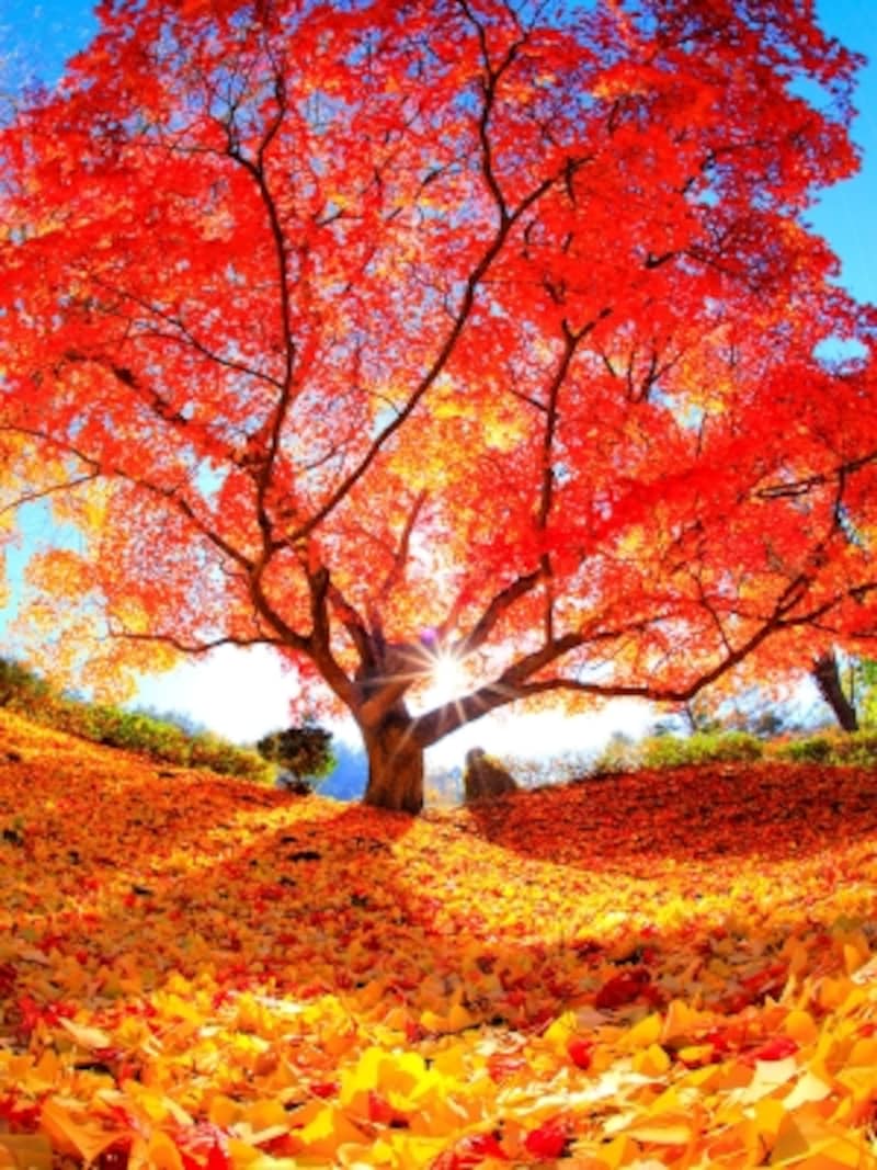 これぞ絶景 全国紅葉名所ランキング15選 紅葉スポット All About これぞ絶景 全国紅葉名所ランキング15選 紅葉スポット All About