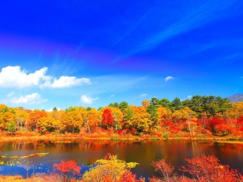 紅葉の樹林と一沼
