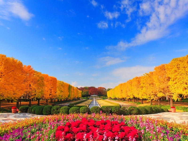 国営昭和記念公園の紅葉