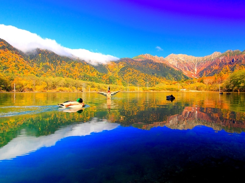 紅葉の大正池