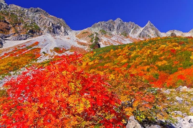 紅葉の涸沢とナナカマド