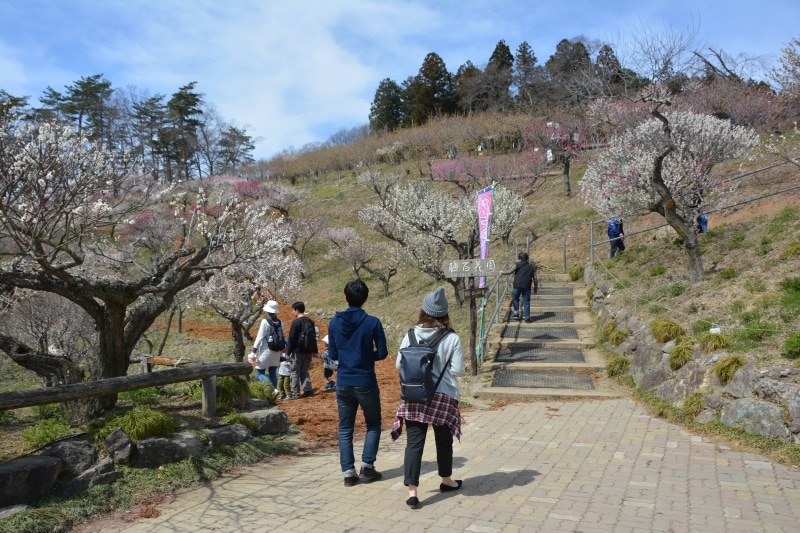 初春には紅白に彩られる宝登山梅百花園