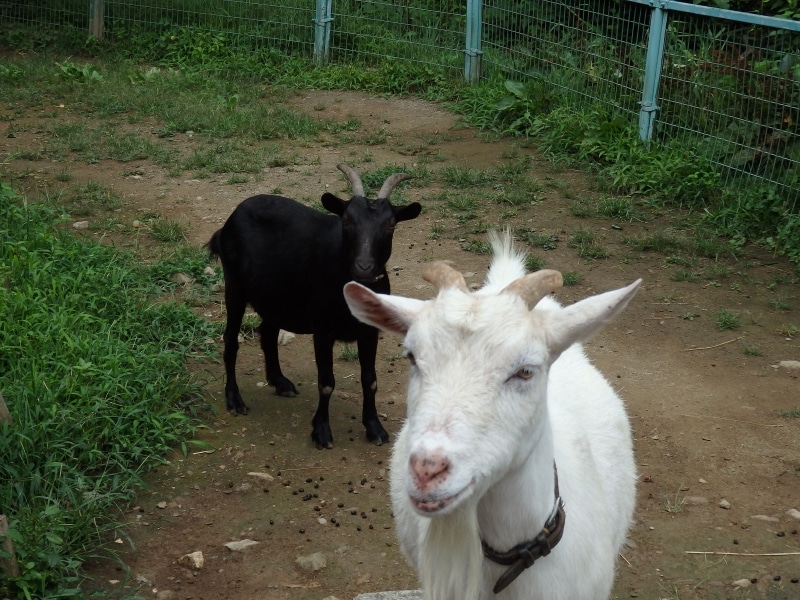 宝登山小動物園のヤギ