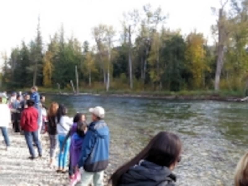 川原にもサーモンを見る観光客がたくさん