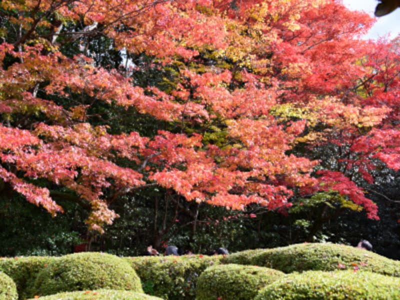 詩仙堂の紅葉