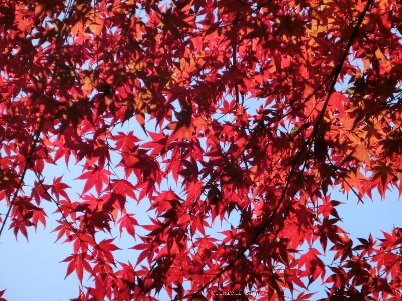 紅葉撮影