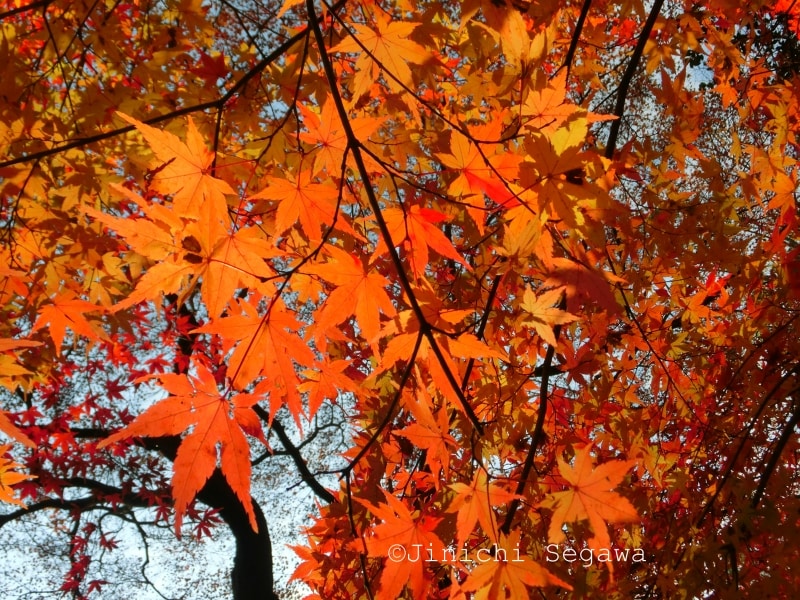 紅葉撮影