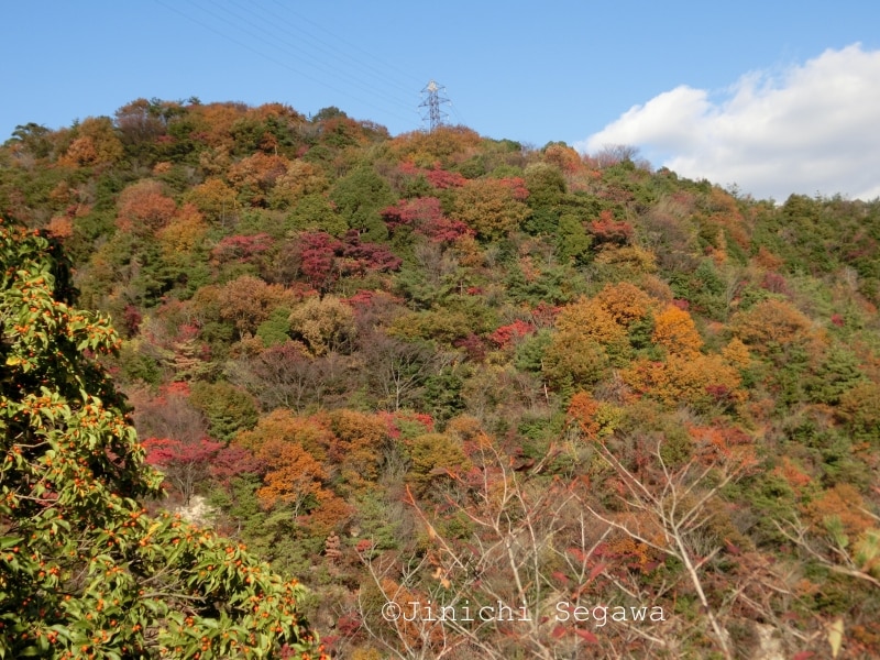 紅葉撮影