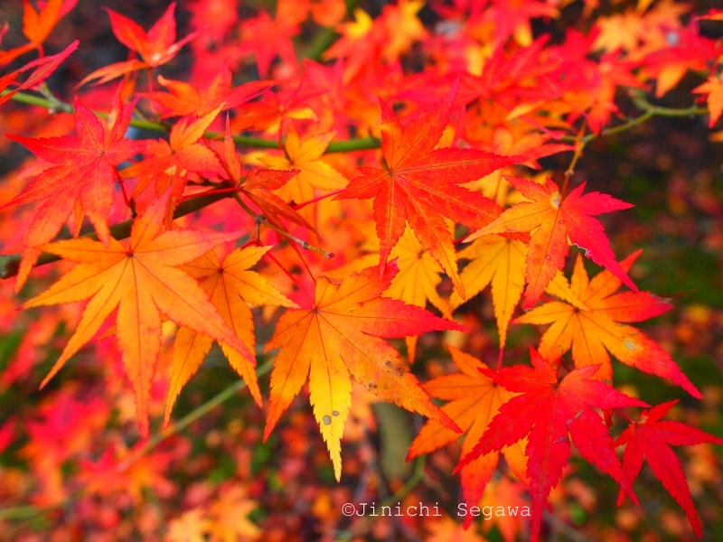 紅葉撮影