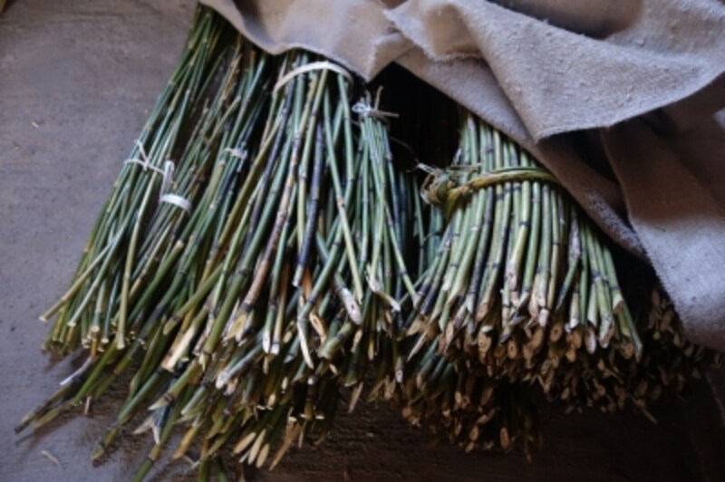 こちらは採取してきたかごの材料、根曲がり竹。