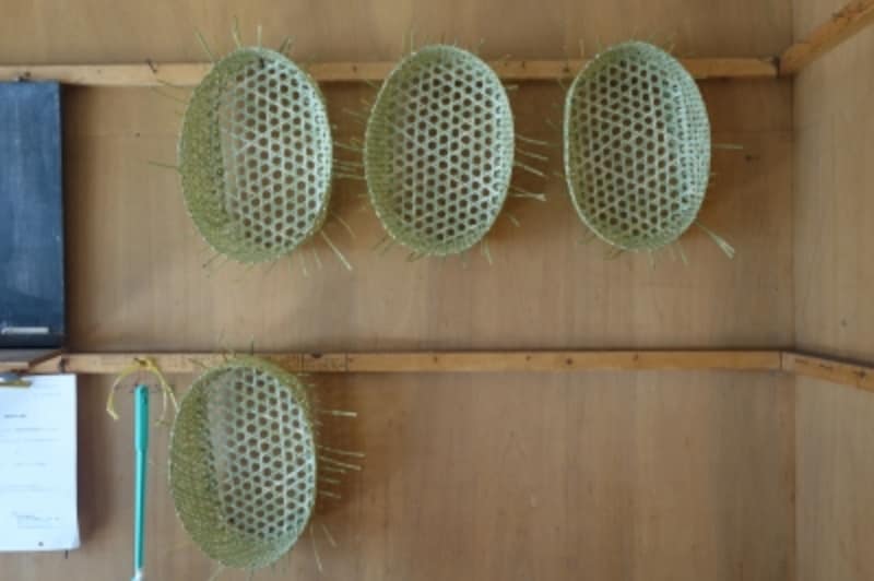 壁に並ぶ姿がとてもきれい。